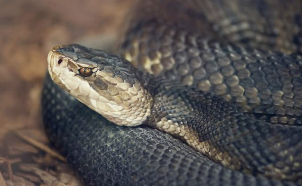 ヘビの種類1 - 深谷爬虫類館（チャンネル鰐）の展示生体