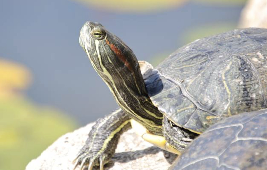 カメの種類 - 深谷爬虫類館(チャンネル鰐)の展示生体