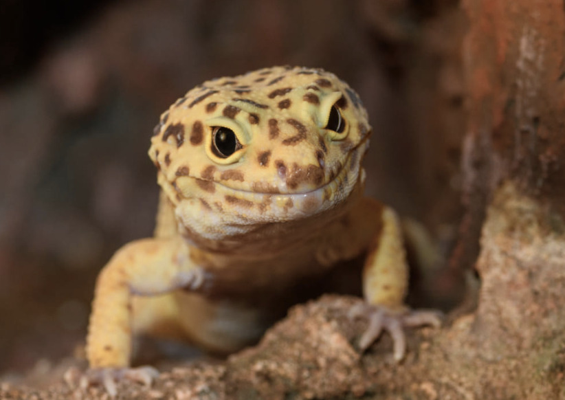 トカゲの種類 - 深谷爬虫類館(チャンネル鰐)の展示生体
